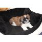 Shih Tzu - Rüde