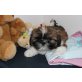 Shih Tzu - Rüde