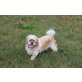 Shih Tzu - Rüde