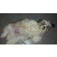 Shih Tzu - Rüde