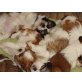 Shih Tzu - Rüde