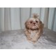 Shih Tzu - Rüde