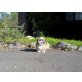 Shih Tzu - Rüde
