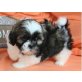 Shih Tzu - Rüde