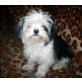 Shih Tzu - Rüde