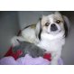 Shih Tzu - Rüde