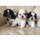 Shih Tzu, Shih Tzu - Hündin