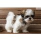 Shih Tzu, Shih Tzu - Hündin