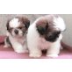 Shih Tzu, Shih Tzu - Rüde