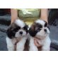 Shih Tzu, Shih Tzu - Rüde