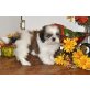Shih Tzu, Shih Tzu - Rüde