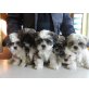 Shih Tzu Welpen - Hündin