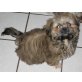 Shih Tzu Welpen - Hündin