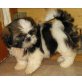 Shih Tzu Welpen - Hündin