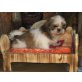 Shih Tzu Welpen - Hündin