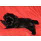 Shih Tzu Welpen - Hündin