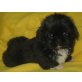 Shih Tzu Welpen - Hündin
