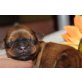 Shih Tzu Welpen - Hündin