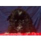 Shih Tzu Welpen - Hündin
