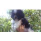 Shih Tzu Welpen - Hündin