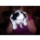 Shih Tzu Welpen - Hündin