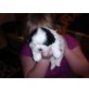 Shih Tzu Welpen - Hündin
