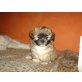 Shih Tzu Welpen - Hündin