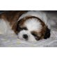 Shih Tzu Welpen - Hündin