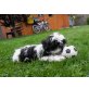 Shih Tzu Welpen - Hündin