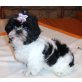 Shih Tzu Welpen - Hündin