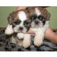 Shih Tzu Welpen - Hündin