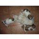 Shih Tzu Welpen - Hündin