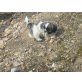 Shih Tzu Welpen - Hündin