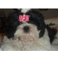 Shih Tzu Welpen - Hündin