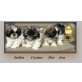 Shih Tzu Welpen - Hündin