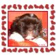 Shih Tzu Welpen - Hündin