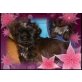 Shih Tzu Welpen - Hündin
