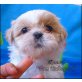 Shih Tzu Welpen - Hündin