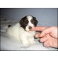 Shih Tzu Welpen - Hündin