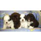 Shih Tzu Welpen - Hündin