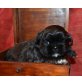 Shih Tzu Welpen - Hündin