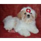 Shih Tzu Welpen - Hündin