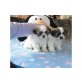 Shih Tzu Welpen - Hündin