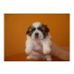 Shih Tzu Welpen - Hündin
