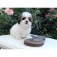 Shih Tzu Welpen - Hündin