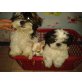 Shih Tzu Welpen - Hündin