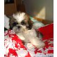 Shih Tzu Welpen - Hündin