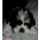 Shih Tzu Welpen - Hündin