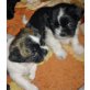 Shih Tzu Welpen - Hündin