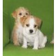 Shih Tzu Welpen - Hündin